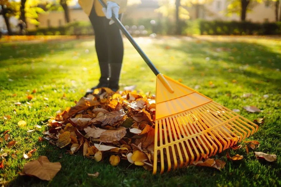 Professional Landscaping Solutions