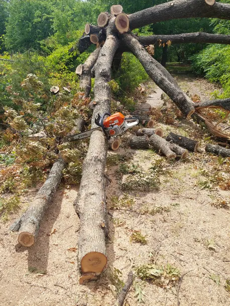 Tree Service